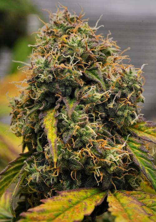 Sticky Broccoli Auto | Eternity Grow Cup. Week 11 - Day 70 Broccoli #1