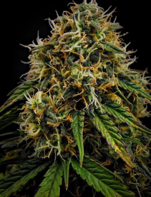 Sticky Broccoli Auto | Eternity Grow Cup. Week 11 - Day 70 Broccoli #2