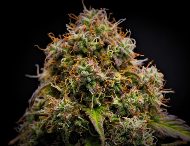 Sticky Broccoli Auto | Eternity Grow Cup. Week 11 - Day 70 Broccoli #1