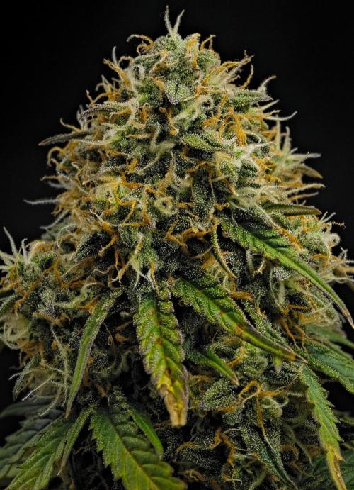 Sticky Broccoli Auto | Eternity Grow Cup. Week 11 - Day 72 Broccoli #2