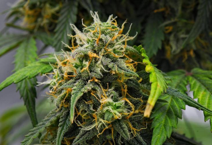 Sticky Broccoli Auto | Eternity Grow Cup. Week 11 - Day 74 Broccoli #2