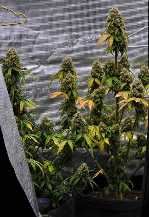 Sticky Broccoli Auto | Eternity Grow Cup. Week 11 - Day 74