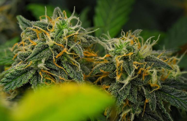 Sticky Broccoli Auto | Eternity Grow Cup. Week 11 - Day 74 Broccoli #2