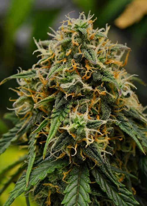 Sticky Broccoli Auto | Eternity Grow Cup. Week 11 - Day 74 Broccoli #2