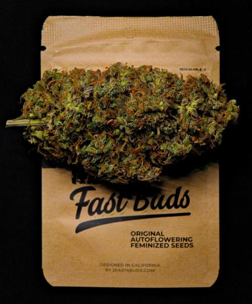 Cinderella | Fastbuds. Week 13