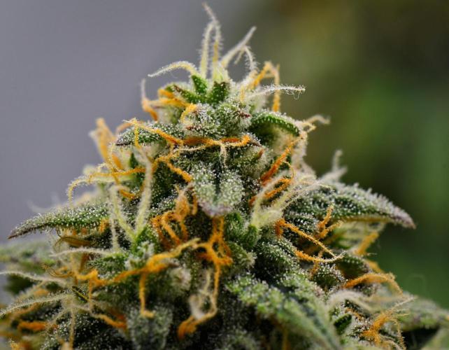 Sticky Broccoli Auto | Eternity Grow Cup. Week 11 - Day 76 Broccoli #2