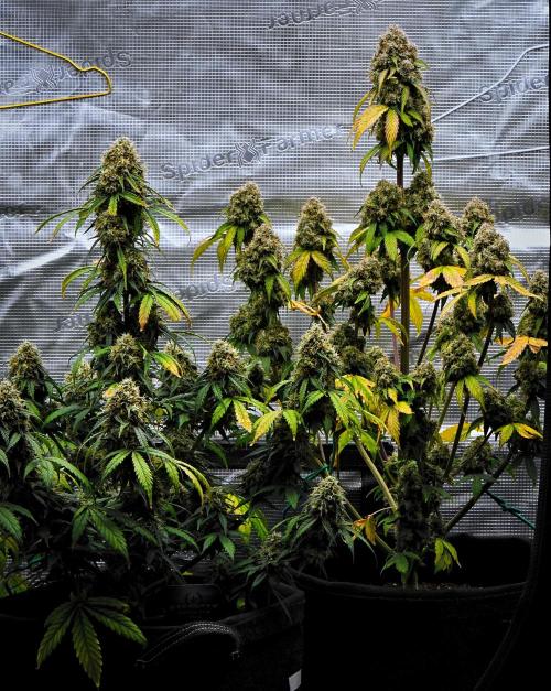 Sticky Broccoli Auto | Eternity Grow Cup. Week 12 - Day 77