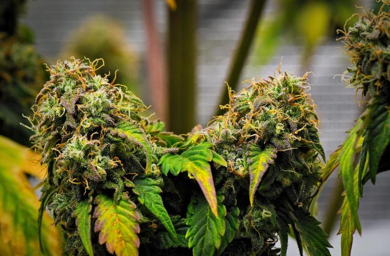 Sticky Broccoli Auto | Eternity Grow Cup. Week 12 - Day 77 Broccoli #1