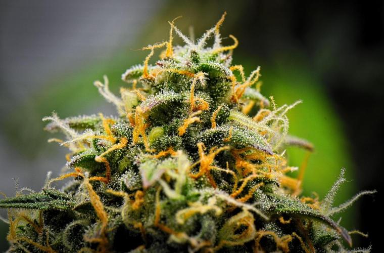 Sticky Broccoli Auto | Eternity Grow Cup. Week 12 - Day 77 Broccoli #2