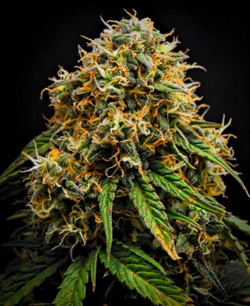 Sticky Broccoli Auto | Eternity Grow Cup. Week 12 - Day 77 Broccoli #2