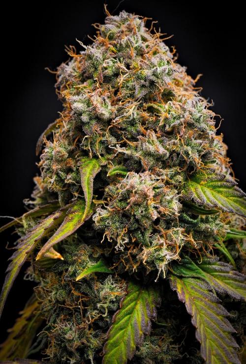 Sticky Broccoli Auto | Eternity Grow Cup. Week 12 - Day 77 Broccoli #1