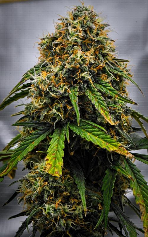 Sticky Broccoli Auto | Eternity Grow Cup. Week 12 - Day 78 Broccoli #2
