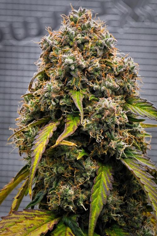 Sticky Broccoli Auto | Eternity Grow Cup. Week 12 - Day 78 Broccoli #1