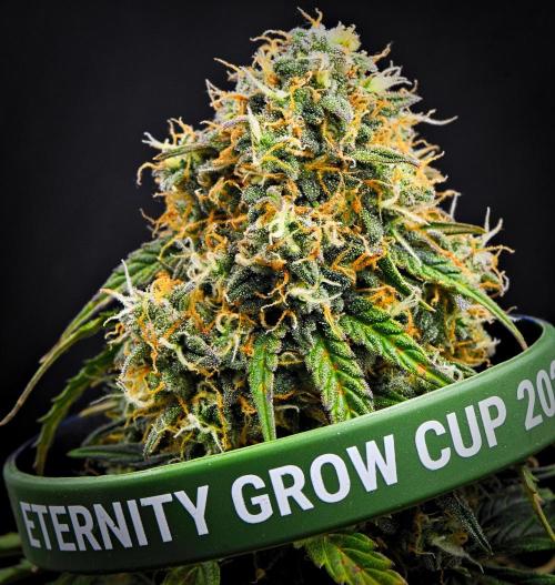 Sticky Broccoli Auto | Eternity Grow Cup. Week 12 - Day 79 Broccoli #2