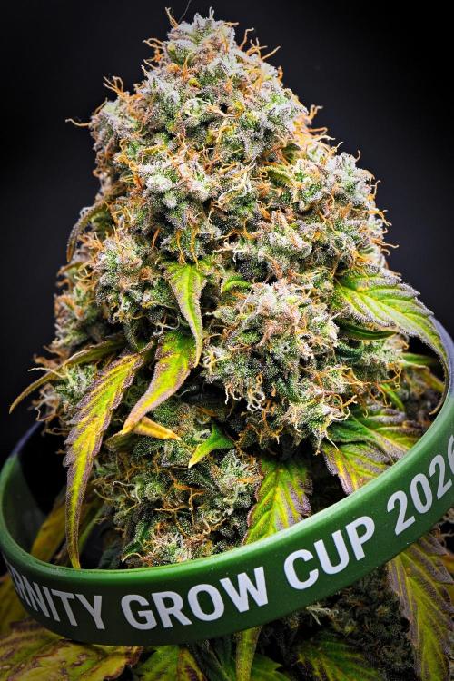 Zamnesia Seeds - Sticky Broccoli Automatic door DarbGrowDiaries