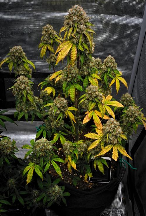 Sticky Broccoli Auto | Eternity Grow Cup. Week 12 - Day 79 Broccoli #1