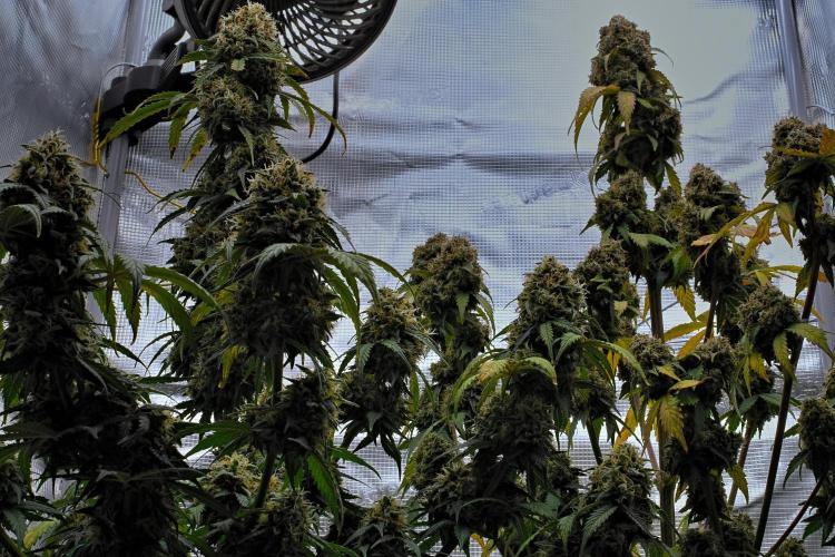 Sticky Broccoli Auto | Eternity Grow Cup. Week 12 - Day 79