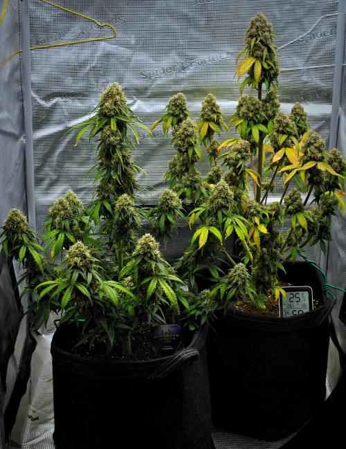 Sticky Broccoli Auto | Eternity Grow Cup. Week 12 - Day 79
