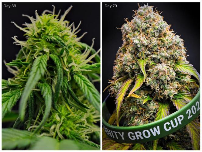 Sticky Broccoli Auto | Eternity Grow Cup. Week 12