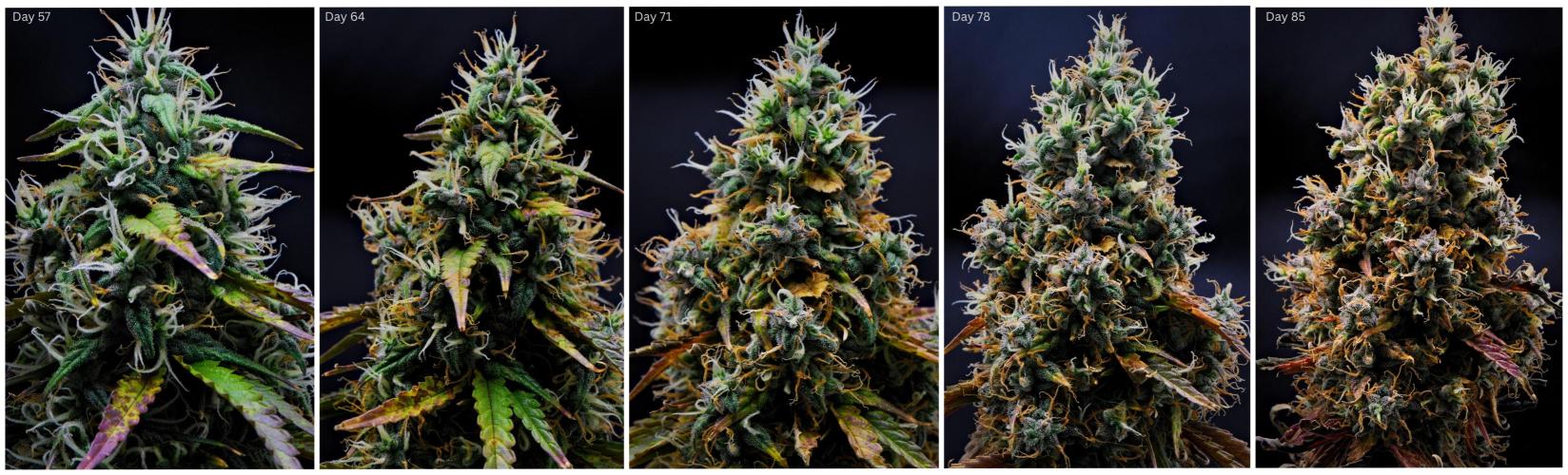 Cinderella | Fastbuds. Week 13