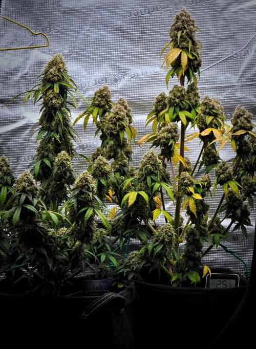 Sticky Broccoli Auto | Eternity Grow Cup. Week 12 - Day 81