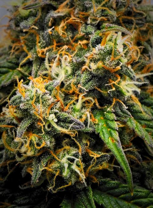 Sticky Broccoli Auto | Eternity Grow Cup. Week 12 - Day 81 Broccoli #2