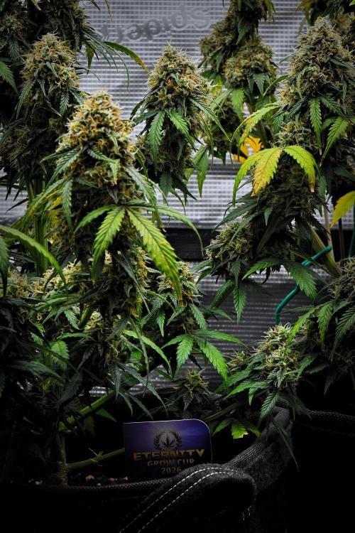Sticky Broccoli Auto | Eternity Grow Cup. Week 12 - Day 81