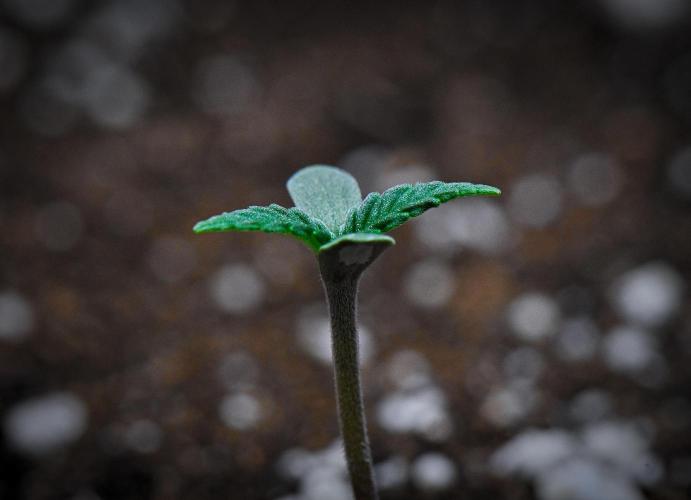 Jealousy Marker Auto | Ganja Farmer. Week 0 - Day 3