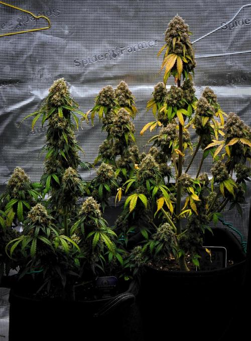 Sticky Broccoli Auto | Eternity Grow Cup. Week 12 - Day 83