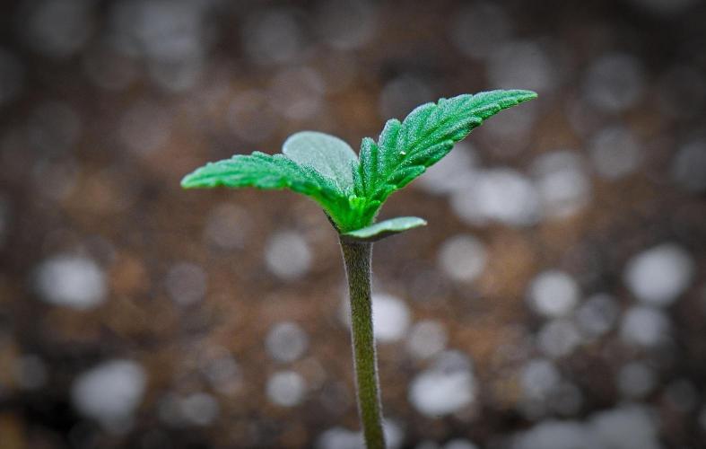 Jealousy Marker Auto | Ganja Farmer. Week 0 - Day 4
