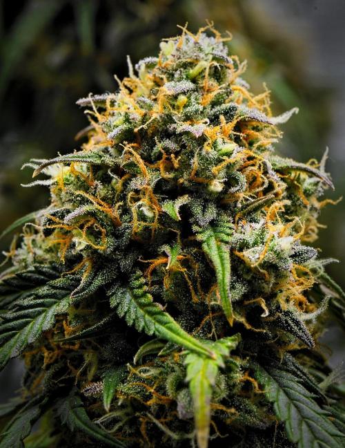 Sticky Broccoli Auto | Eternity Grow Cup. Week 13 - Day 85 Broccoli #2