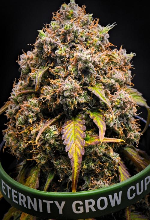 Sticky Broccoli Auto | Eternity Grow Cup. Week 13 - Day 85 Broccoli #1