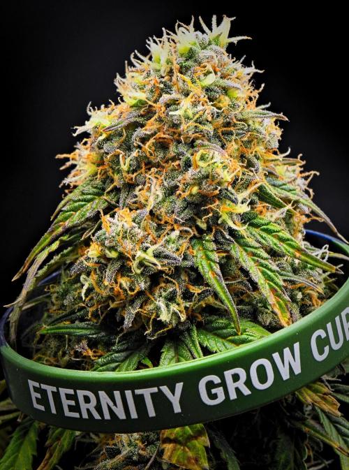 Sticky Broccoli Auto | Eternity Grow Cup. Week 13 - Day 85 Broccoli #2
