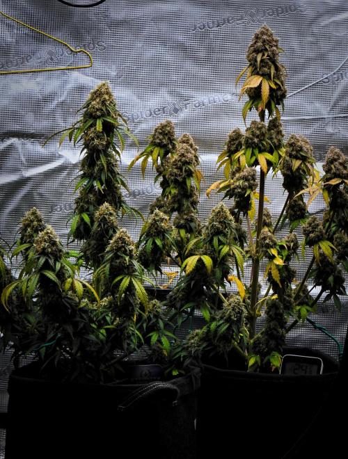 Sticky Broccoli Auto | Eternity Grow Cup. Week 13 - Day 85