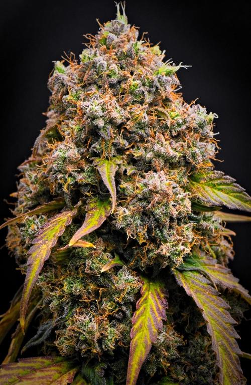 Sticky Broccoli Auto | Eternity Grow Cup. Week 13 - Day 85 Broccoli #1