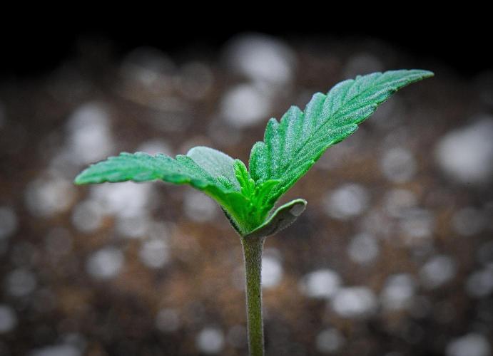 Jealousy Marker Auto | Ganja Farmer. Week 0 - Day 6