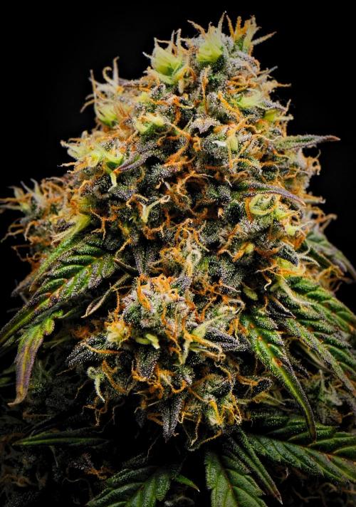 Sticky Broccoli Auto | Eternity Grow Cup. Week 14 - Day 86 Broccoli #2