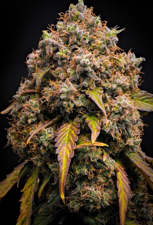 Sticky Broccoli Auto | Eternity Grow Cup. Week 14 - Day 86 Broccoli #1
