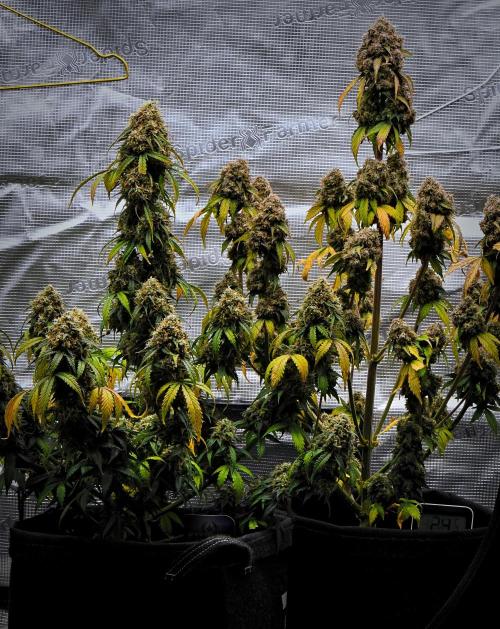 Sticky Broccoli Auto | Eternity Grow Cup. Week 14 - Day 86