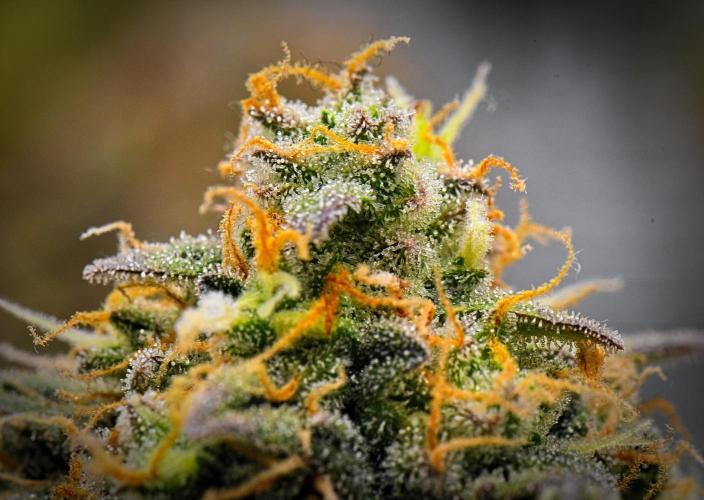 Sticky Broccoli Auto | Eternity Grow Cup. Week 14 - Day 86 Broccoli #2