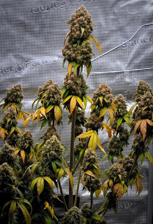 Sticky Broccoli Auto | Eternity Grow Cup. Week 14 - Day 86 Broccoli #1