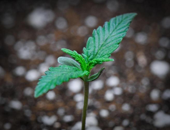 Jealousy Marker Auto | Ganja Farmer. Week 2 - Day 8