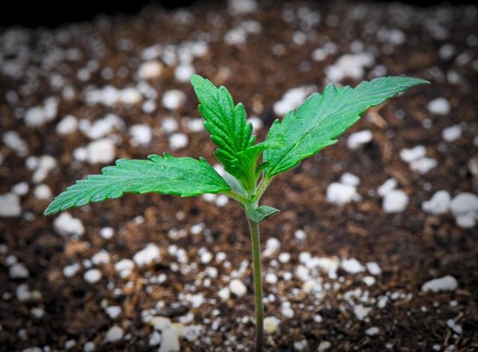 Jealousy Marker Auto | Ganja Farmer. Week 2 - Day 10
