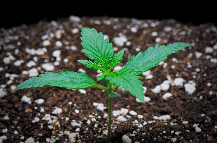 Jealousy Marker Auto | Ganja Farmer. Week 2 - Day 12