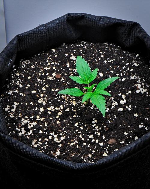 Jealousy Marker Auto | Ganja Farmer. Week 2 - Day 14