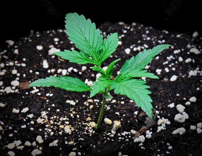Jealousy Marker Auto | Ganja Farmer. Week 2 - Day 14