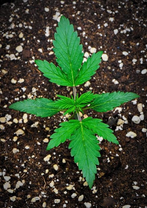 Jealousy Marker Auto | Ganja Farmer. Week 3 - Day 15