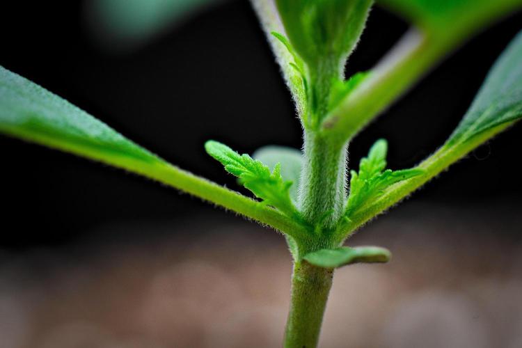 Jealousy Marker Auto | Ganja Farmer. Week 3 - Day 15