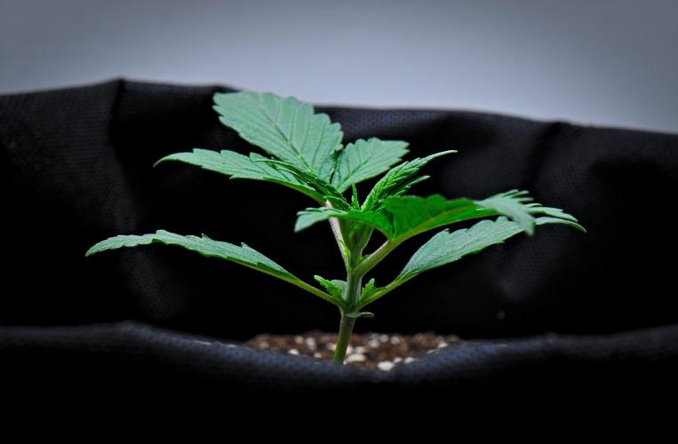 Jealousy Marker Auto | Ganja Farmer. Week 3 - Day 15