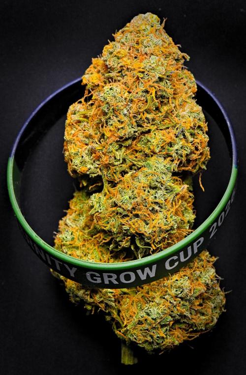 Sticky Broccoli Auto | Eternity Grow Cup. Week 14 - Broccoli #2